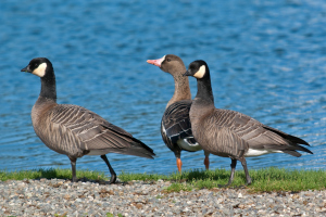 Greater White-fronted Goose and Cackling Geese